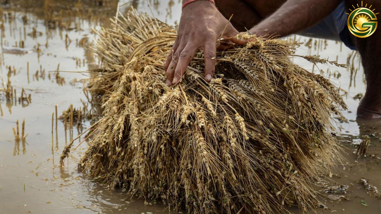 Gujarat farmer concerned about mango crop due to rain.