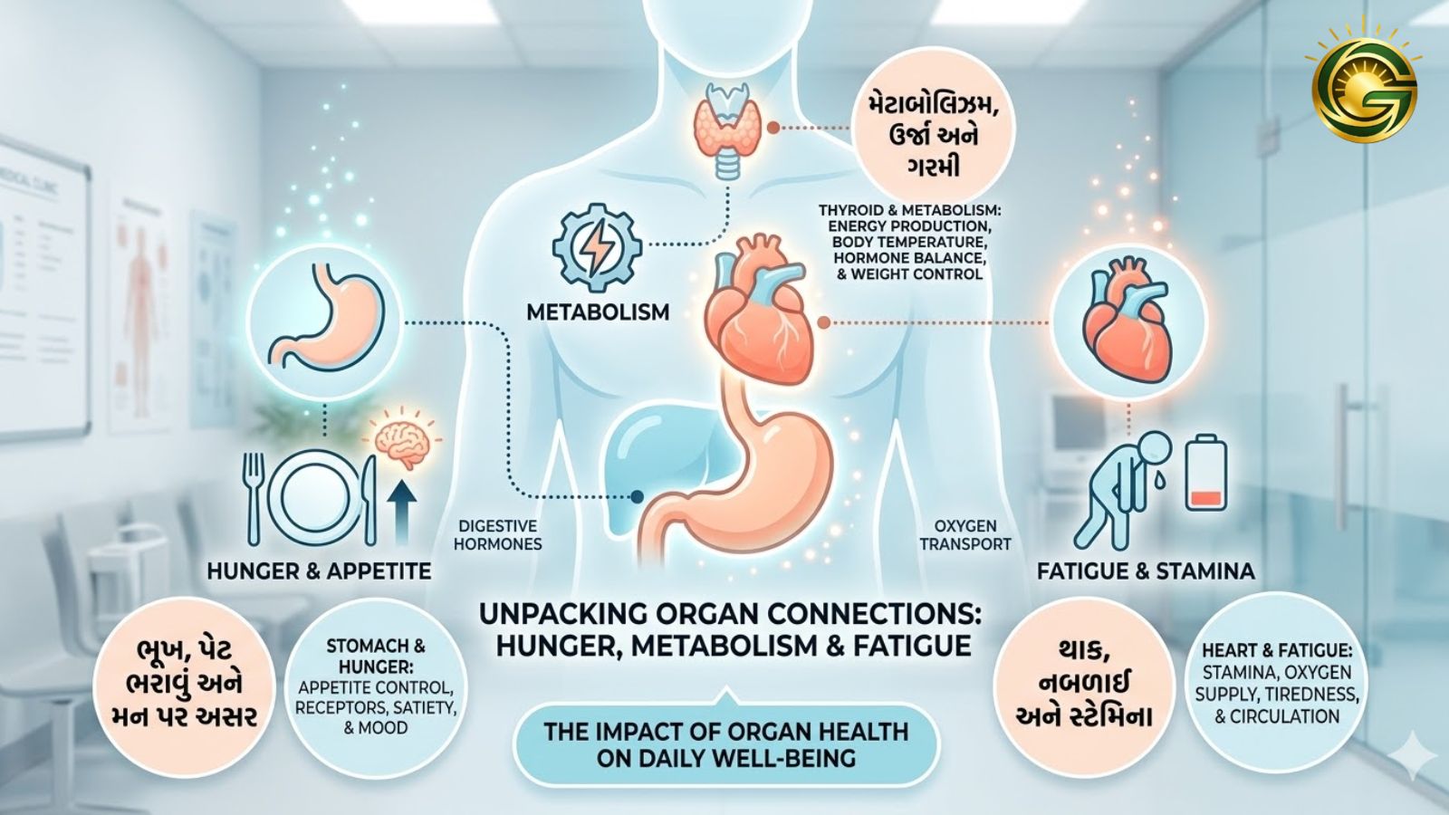 An infographic showing different organs like Stomach, Thyroid, and Heart with icons representing hunger, metabolism, and fatigue, clean medical aesthetic