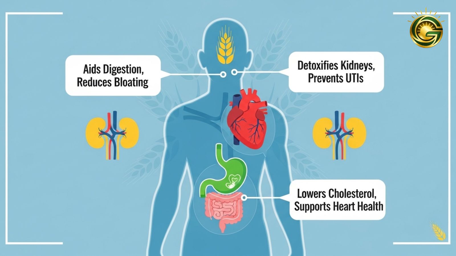 Infographic showing the health benefits of barley water on the human body.
