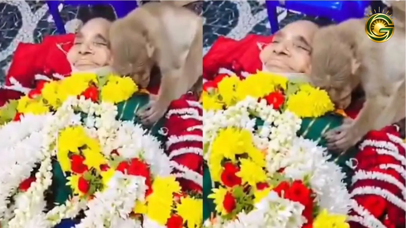 A heartwarming moment of a monkey hugging a deceased 85-year-old woman in India.